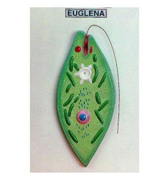 Euglena-model