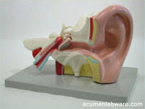Rubber Human Ear Model, for Hospital, Medical Collage, Packaging Type : Plastic Packets