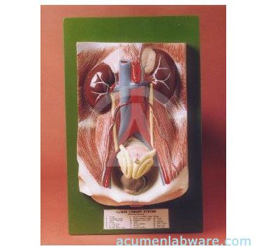Human Excretroy System