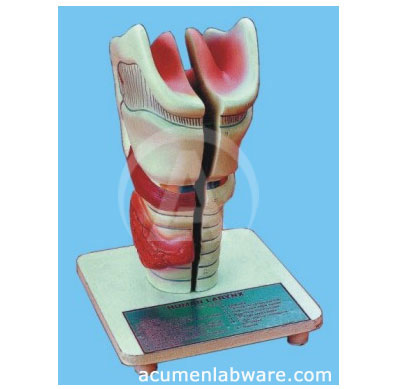 Human-larynx