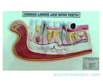 Human Lower Jaw With Teeth