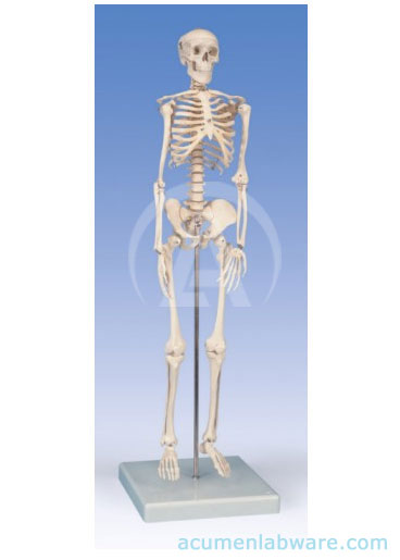 Human Skeleton Miniture