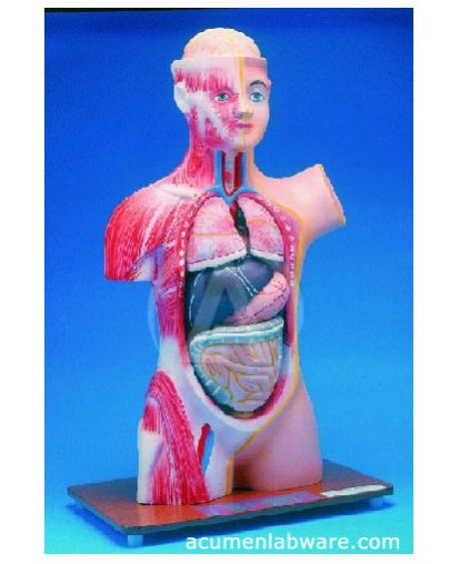 Human Half Life Size Model