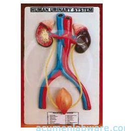 HUMAN URINARY SYSTEM