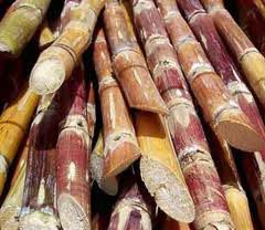 Raw Sugarcane