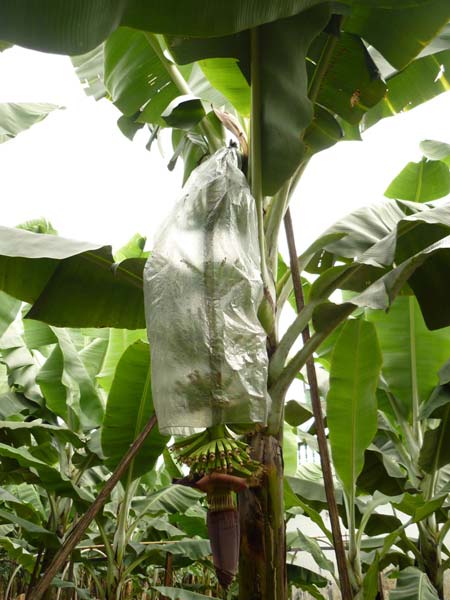 Banana cultivator