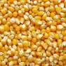 Yellow corn maize