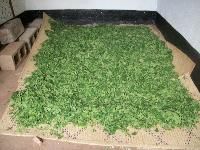 moringa dried leaves