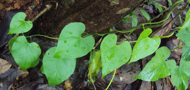 tinospora cardifolia