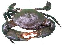 Mud Crab, for Mess, Restaurant, Style : Fresh, Live