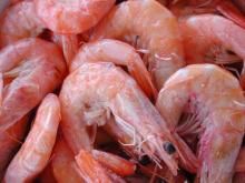 Frozen Shrimps