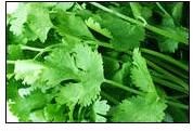 Coriander Leaves