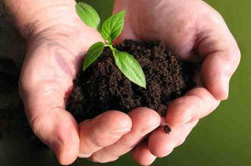 Bio Soil Fertilizer
