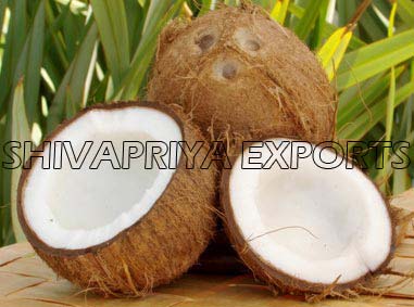 Indian coconut