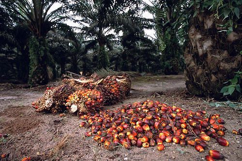 crude palm oil