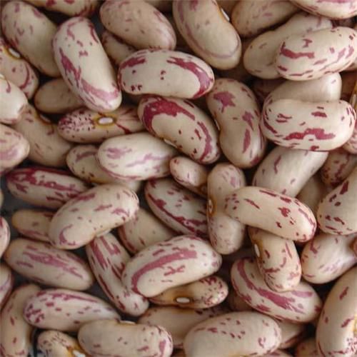Light Speckle Kidney Beans