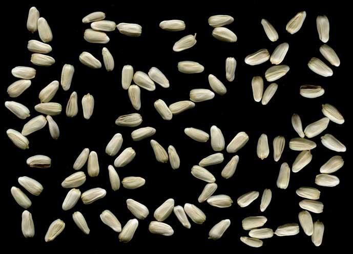 Safflower Seed