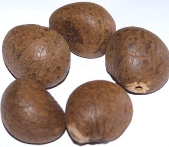 Tagua Nuts