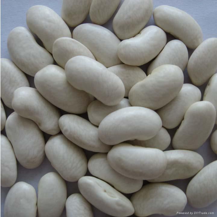 white kidney beans