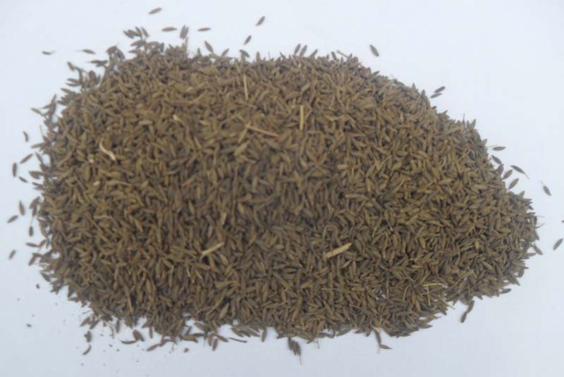 New Crop Cumin Seed