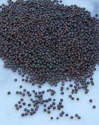 Black Mustard Seed