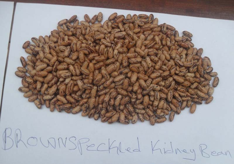 Brown Speckled Kidney Beans