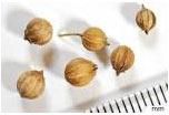 coriander seeds