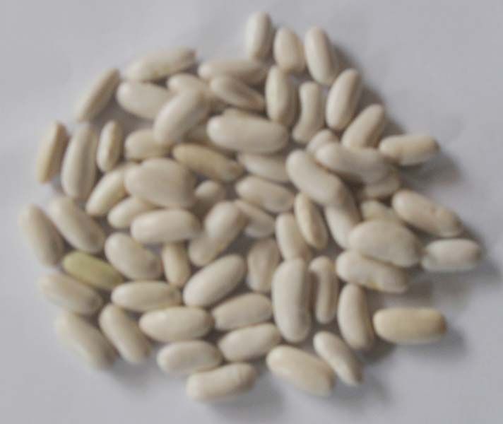 Large White Kidney Beans