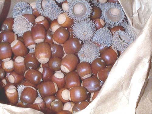 Oak Acorns