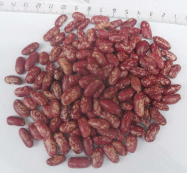 Purpel Speckled Kidney Beans