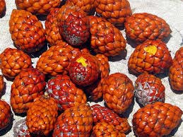 raffia palm fruit