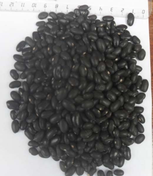 Small Black Kidney Beans