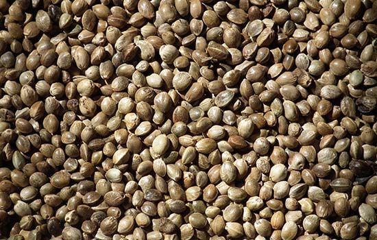 Top Quality Hemp Seeds