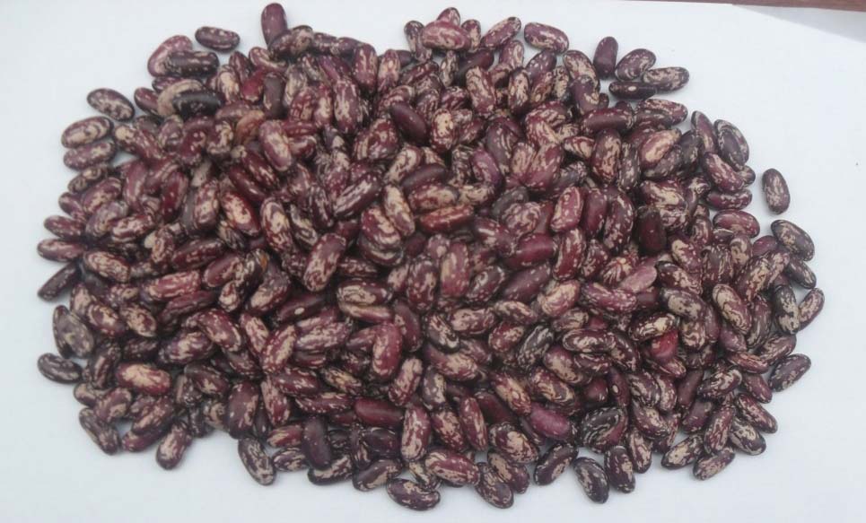 Whited Speckled Kidney Beans