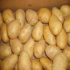 Common fresh potato, Size : 8 Cm