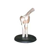 Elbow Joint Model