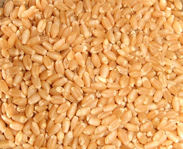 Organic Wheat Seeds, Packaging Type : Jute Bags