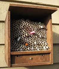 Bee Box