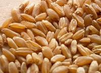 Gajraj Durum Wheat