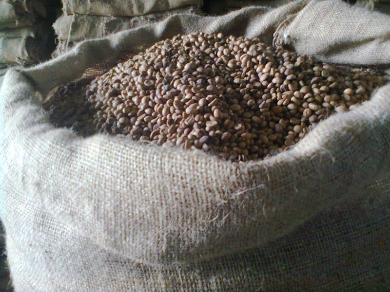 coffee seed