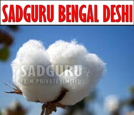 Sadguru Bengal Deshi Raw Cotton