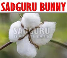 Sadguru Bunny Raw Cotton