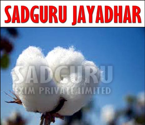Sadguru Jayadhar Raw Cotton