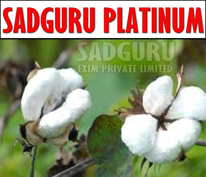 Sadguru Platinum Raw Cotton