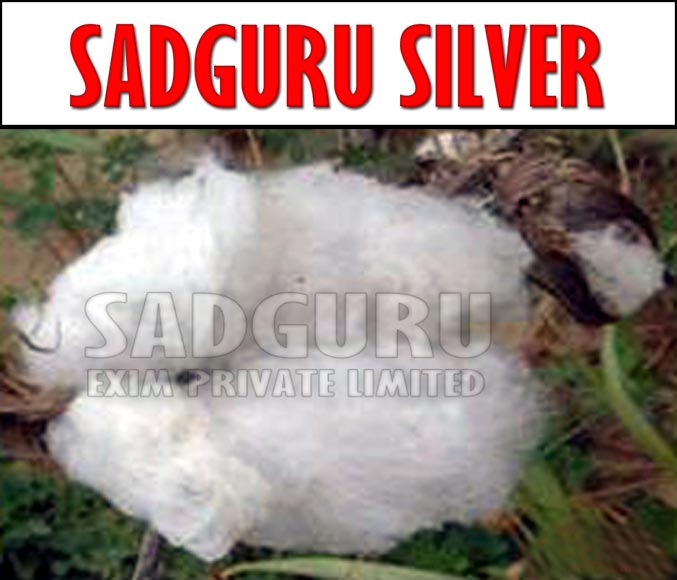 Sadguru Silver Raw Cotton