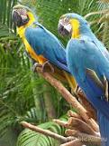 Hyacinth Macaws Parrots Eggs