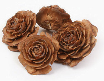 Cedar Rose,Cedrus Atlantica