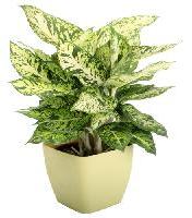 home decorative plant