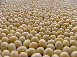 soybean