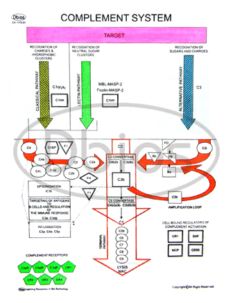 Complement System Charts